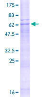 SDS-PAGE: Recombinant Human ZDHHC23 GST (N-Term) Protein [H00254887-P01]