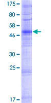 SDS-PAGE: Recombinant Human OR52B2 GST (N-Term) Protein [H00255725-P01]