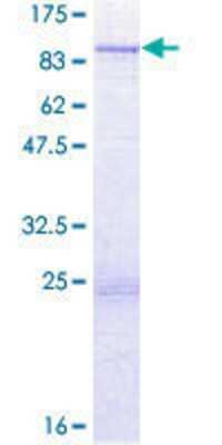 SDS-PAGE: Recombinant Human TTLL6 GST (N-Term) Protein [H00284076-P01]