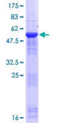 SDS-PAGE: Recombinant Human FLJ40504 GST (N-Term) Protein [H00284085-P01]