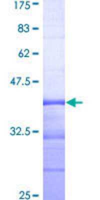 SDS-PAGE: Recombinant Human NEK8 GST (N-Term) Protein [H00284086-Q01]