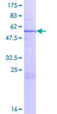 SDS-PAGE: Recombinant Human THEM5 GST (N-Term) Protein [H00284486-P01]