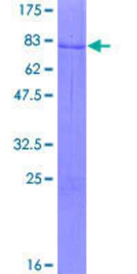 SDS-PAGE: Recombinant Human ZNF621 GST (N-Term) Protein [H00285268-P01]