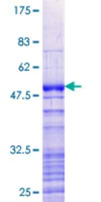 SDS-PAGE: Recombinant Human SFRS12IP1 GST (N-Term) Protein [H00285672-P01]