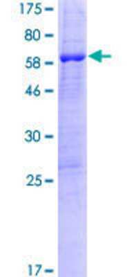 SDS-PAGE: Recombinant Human PPIL6 GST (N-Term) Protein [H00285755-P01]