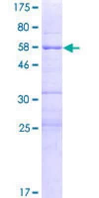 SDS-PAGE: Recombinant Human Nse2 GST (N-Term) Protein [H00286053-P01]