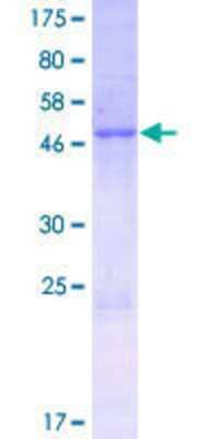 SDS-PAGE: Recombinant Human LRRC67 GST (N-Term) Protein [H00286187-P01]