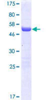 SDS-PAGE: Recombinant Human FAM78A GST (N-Term) Protein [H00286336-P01]