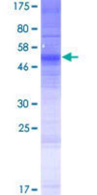 SDS-PAGE: Recombinant Human OR13C9 GST (N-Term) Protein [H00286362-P01]