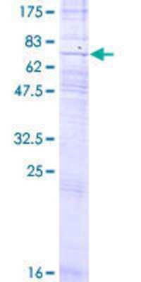 SDS-PAGE: Recombinant Human P2Y8 GST (N-Term) Protein [H00286530-P01]