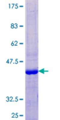 SDS-PAGE: Recombinant Human KRTAP13-3 GST (N-Term) Protein [H00337960-P01]