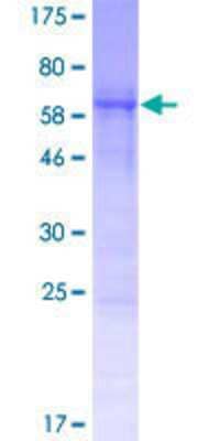 SDS-PAGE: Recombinant Human CCDC84 GST (N-Term) Protein [H00338657-P01]