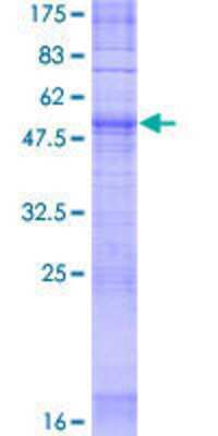 SDS-PAGE: Recombinant Human OR5F1 GST (N-Term) Protein [H00338674-P01]