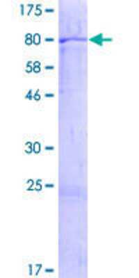 SDS-PAGE: Recombinant Human ZNF680 GST (N-Term) Protein [H00340252-P01]