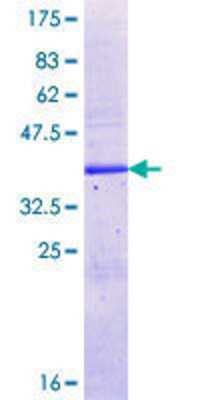 CYP26C1 Products | Bio-Techne