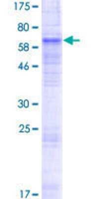 SDS-PAGE: Recombinant Human SLC10A6 GST (N-Term) Protein [H00345274-P01]