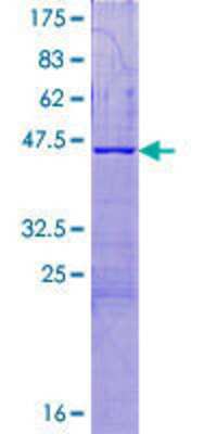 SDS-PAGE: Recombinant Human C16orf87 GST (N-Term) Protein [H00388272-P01]