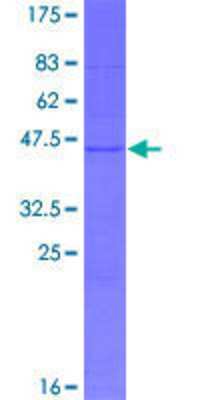 SDS-PAGE: Recombinant Human TEX43 GST (N-Term) Protein [H00389320-P01]