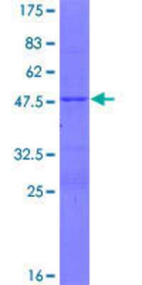 SDS-PAGE: Recombinant Human FAM180A GST (N-Term) Protein [H00389558-P01]