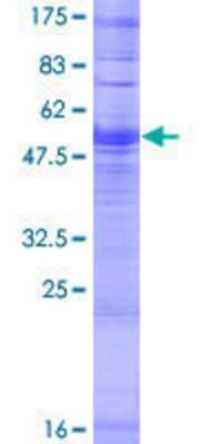 SDS-PAGE: Recombinant Human OR4D10 GST (N-Term) Protein [H00390197-P01]