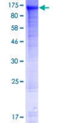 SDS-PAGE: Recombinant Human FAM190A GST (N-Term) Protein [H00401145-P01]