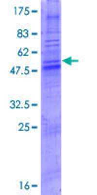 SDS-PAGE: Recombinant Human OR4A47 GST (N-Term) Protein [H00403253-P01]