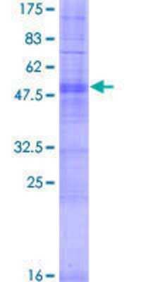 SDS-PAGE: Recombinant Human OR9K2 GST (N-Term) Protein [H00441639-P01]