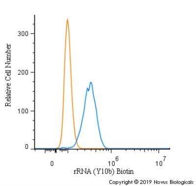 Flow Cytometry: rRNA Antibody (Y10b) - Azide and BSA Free [NBP2-80932]