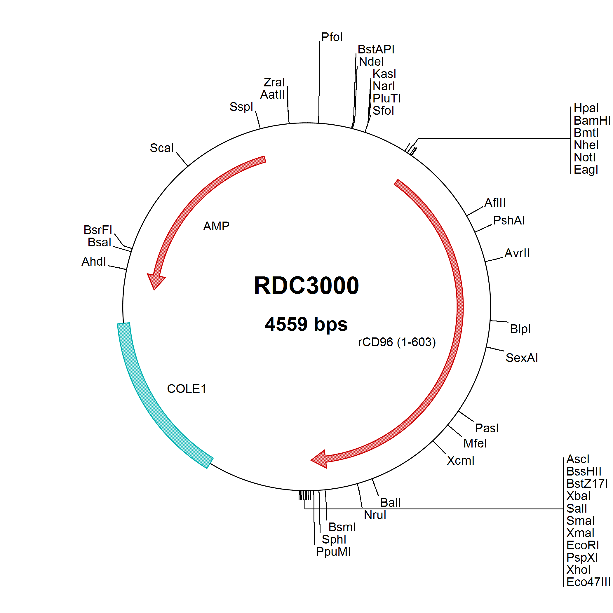 Rat CD96 (NP_001020203.1) VersaClone cDNA