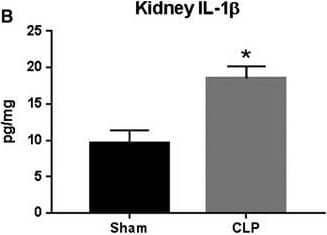 Detection of Rat IL-1 beta/IL-1F2