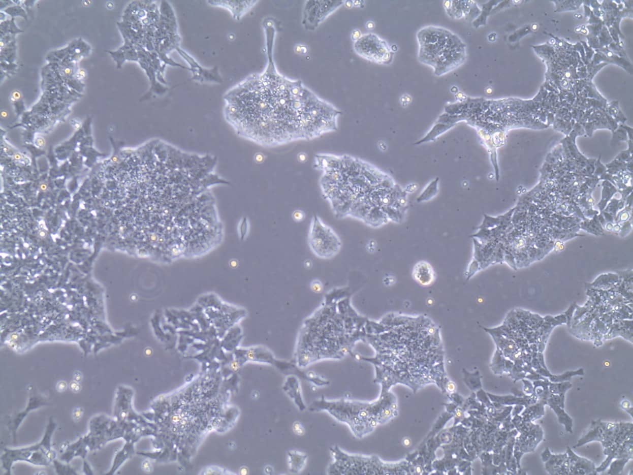 D3 Mouse Embryonic Stem Cells Grown in FBS - ESC Qualified from R&D Systems