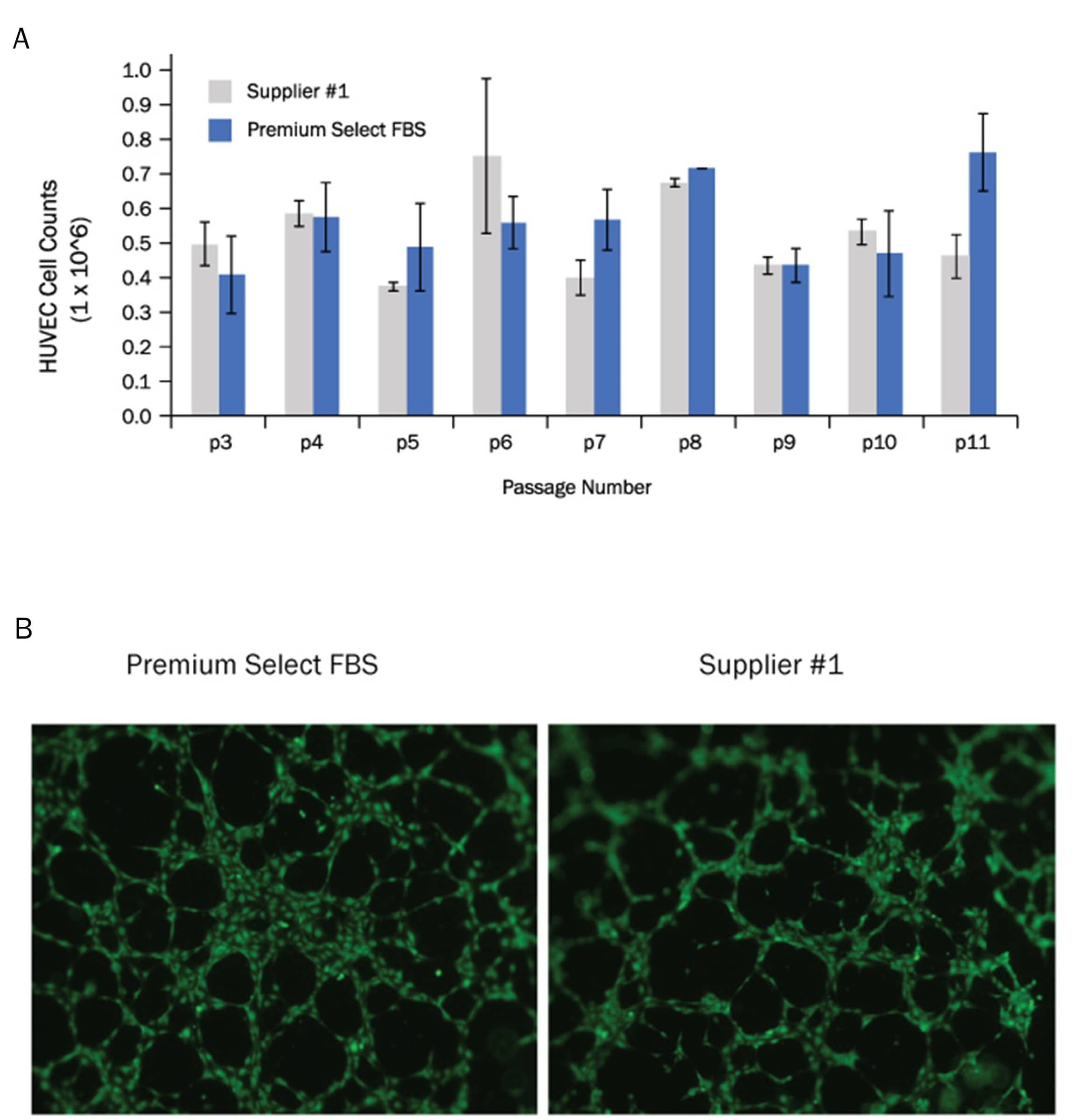 Expansion of Human Umbilical Cord Endothelial Cells (HUVECs) using Premium Select FBS