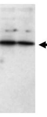 Western Blot: sFRP-1 Antibody [NB600-499]