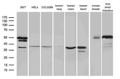 Western Blot: sFRP-2 Antibody (OTI6C2)Azide and BSA Free [NBP2-74151]