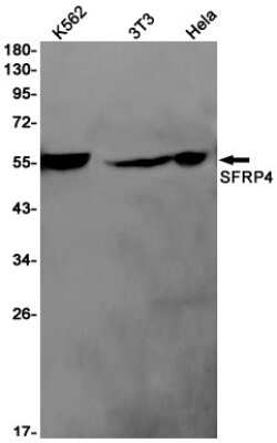 Western Blot: sFRP-4 Antibody (S01-2C2) [NBP3-14974]