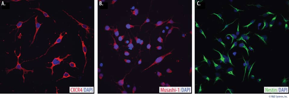 Verification of Neural Progenitor Marker Expression in Rat Neural Stem Cells.