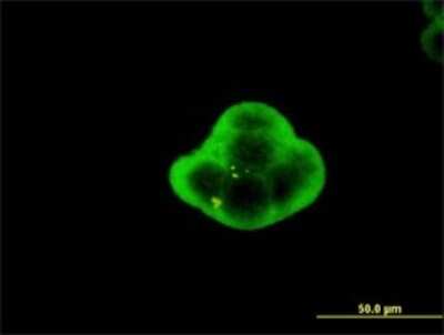 Immunocytochemistry/ Immunofluorescence: sen15 Antibody (8C7) [H00116461-M01]