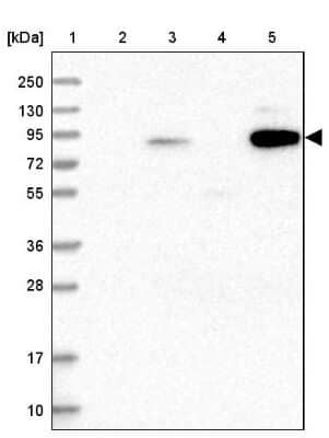 Western Blot: shootin-1 Antibody [NBP2-38374]