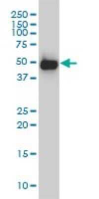 Western Blot: smu1 Antibody (2B12-2F2) [H00055234-M01]