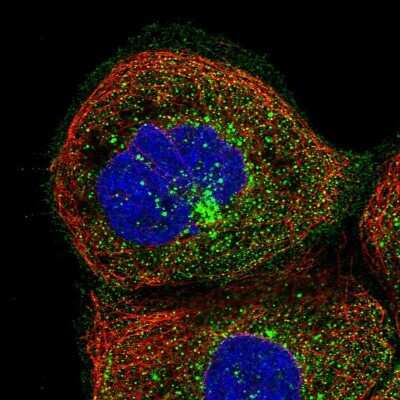 Immunocytochemistry/ Immunofluorescence: smu1 Antibody [NBP1-88522]