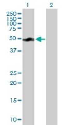 Western Blot: smu1 Antibody [H00055234-B01P]