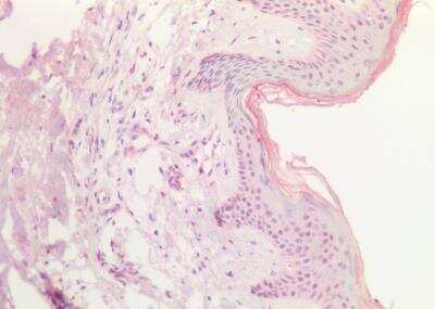 Immunohistochemistry-Paraffin: sox9b Antibody [NBP2-88826]