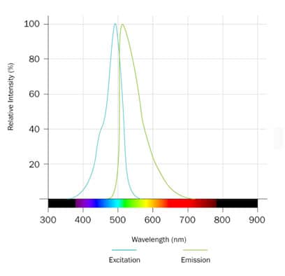 Calcein AM Dye Spectra