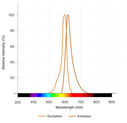Janelia Fluor® 585, BromoCatch™ Ligand Dye Spectra