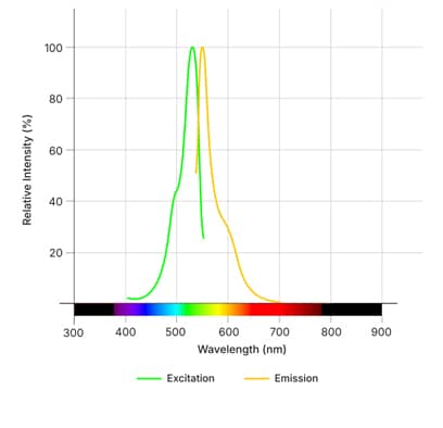 SPiDER-&beta;Gal Cellular Senescence Dye Dye Spectra