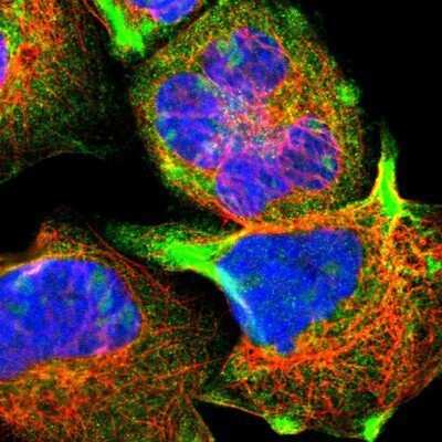 Immunocytochemistry/ Immunofluorescence: stonin-2 Antibody [NBP1-90658]