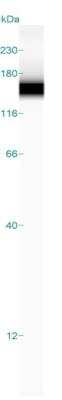 Simple Western: stonin-2 Antibody [NBP1-90658]
