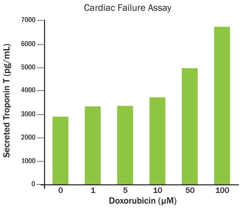 Doxorubicin treated cardiomyocytes secrete Troponin T