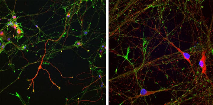 applications of purmorphamine in neurons derived from hiPSCs