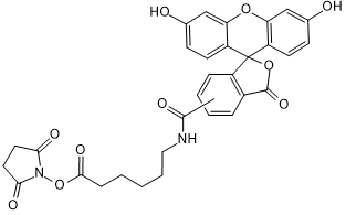 Green fluorescent dye for the labeling of primary amines